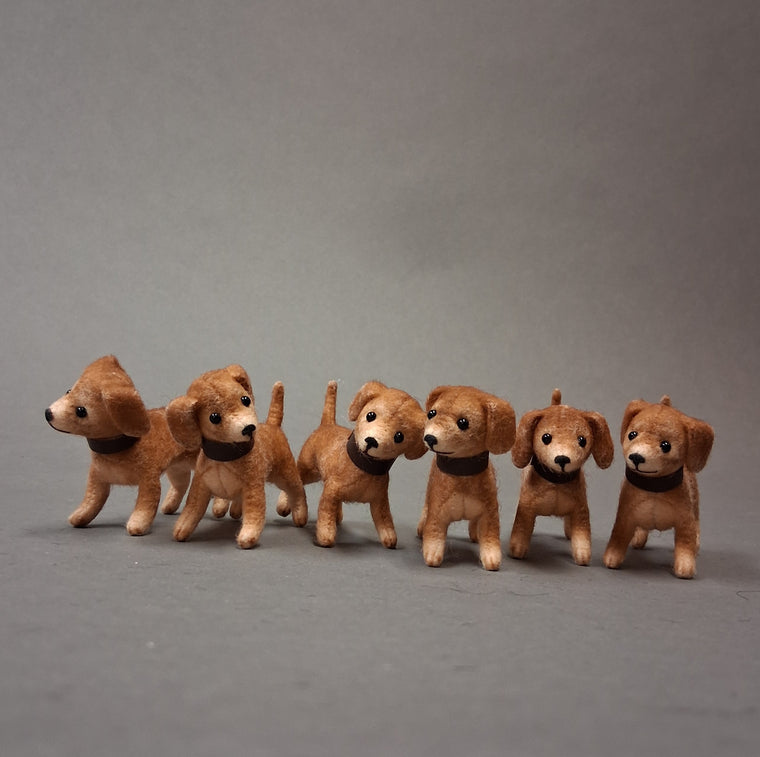Dachshund Puppies
